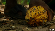 Titel: Sierra Leone: cacao Wer oder was ist auf dem Bild zu sehen?: cacao anbau/ernte
Schlagworte: eco@africa, Sierra Leone, cacao, sustainable farming, rainforest