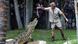 Steve Irwin australischer Krokodiljäger Steve Irwin australischer Krokodiljäger