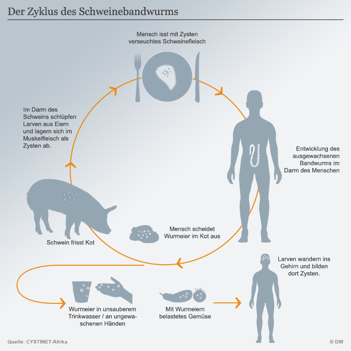 Der Schweinebandwurm Eine Vernachlassigte Lebensgefahrliche Krankheit Wissen Umwelt Dw 18 04 2017