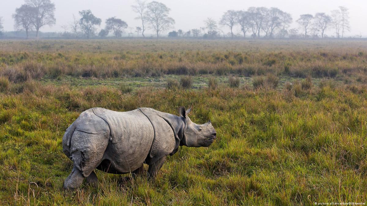 Rhino rescue: Endangered mammals treated to a breathtaking ride to safety  from the clutches of poachers