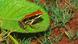 Indien Fungoid frog Indien Fungoid frog