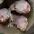4 naked mole-rats
