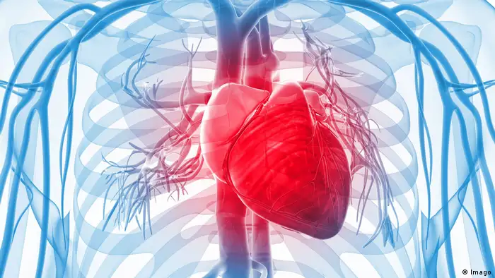 Organ Herz menschlicher Körper (Imago)