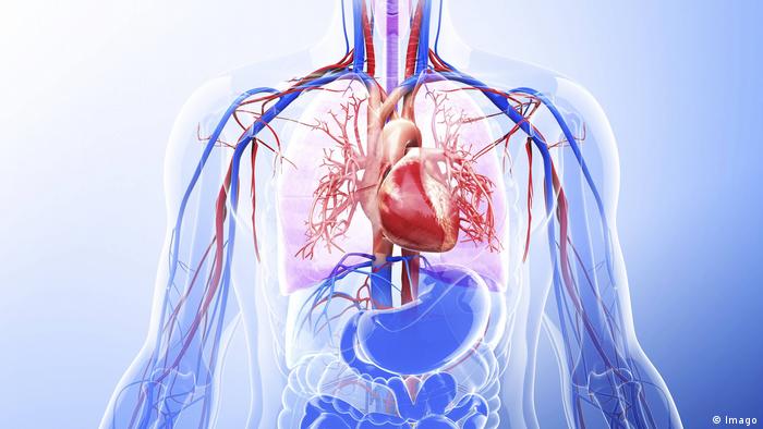 Organ Herz menschlicher Körper (Imago)