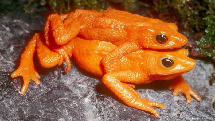 Atelop frog