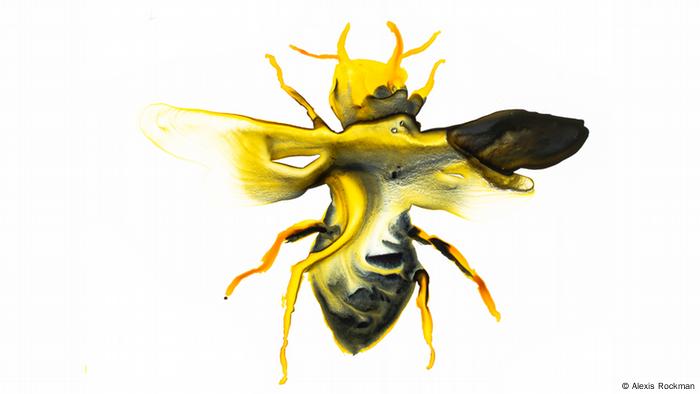 Wallace's giant bee