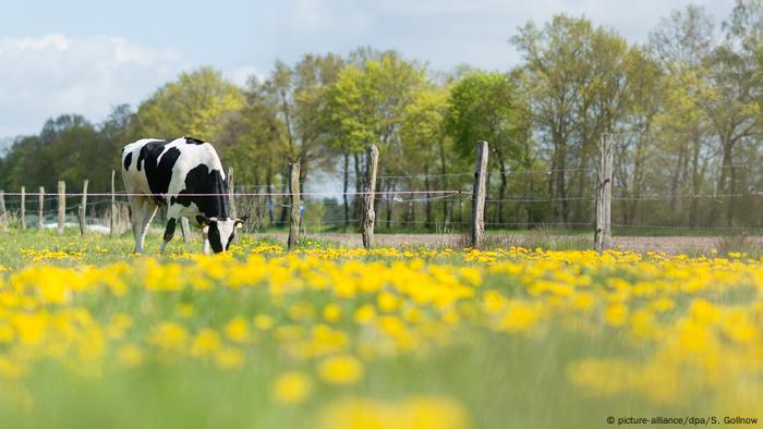 Deutschland Kuh auf der Weide (picture-alliance/dpa/S. Gollnow)