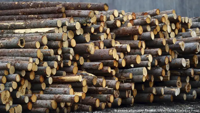 Holz (picture alliance/AP Photo/S. Kilpatrick/The Canadian Press)