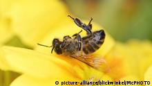 Europaeische Honigbiene, Gemeine Honigbiene (Apis mellifera mellifera), tote Biene auf einer gelben Bluete, Bienensterben, Deutschland | honey bee, hive bee (Apis mellifera mellifera), dead bee on a yellow blossom, bee death, Germany | Verwendung weltweit