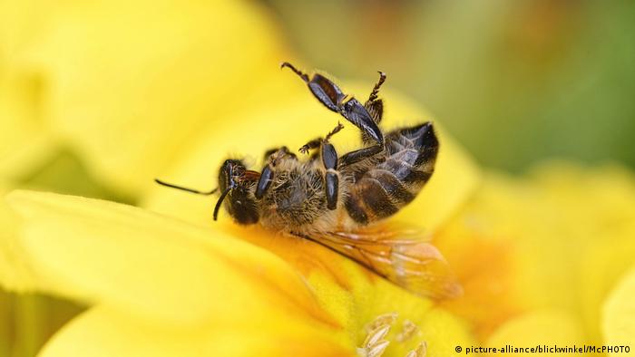 A dead honey bee on a yellow flower