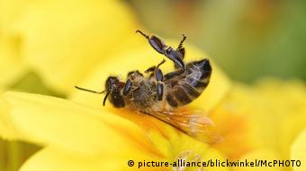 Europäische Honigbiene, Gemeine Honigbiene