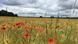 Poppies in a field Northern France Poppies in a field Northern France
