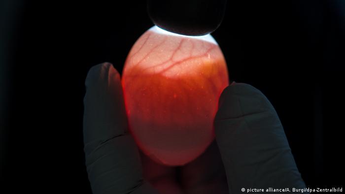 An egg appears red in a test