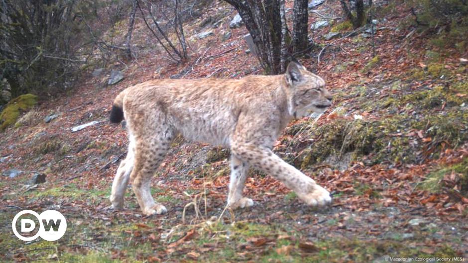 Balkan Lynxes - the last of their kind – DW – 05/02/2017