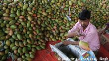 epa05316929 An Indian worker packs mangos for sale at a wholesale fruit market in Jammu, the winter capital of Kashmir, India, 19 May 2016. Mango is regarded as the national fruit of India, Pakistan, Bangladesh and the Philippines. India is one of the leading producers of tropical and subtropical fruits in the world and is said to be the world's largest mango producer. EPA/JAIPAL SINGH |