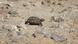 Little desert tortoise Little desert tortoise