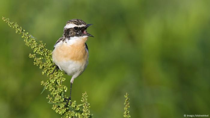 Braunkehlchen (Imago/blickwinkel)