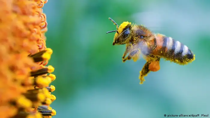 Biene vor Sonnenblume