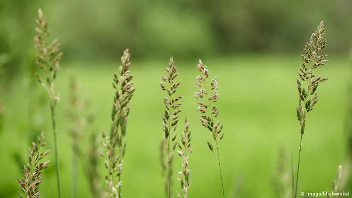 Reed Canary grass Phalari