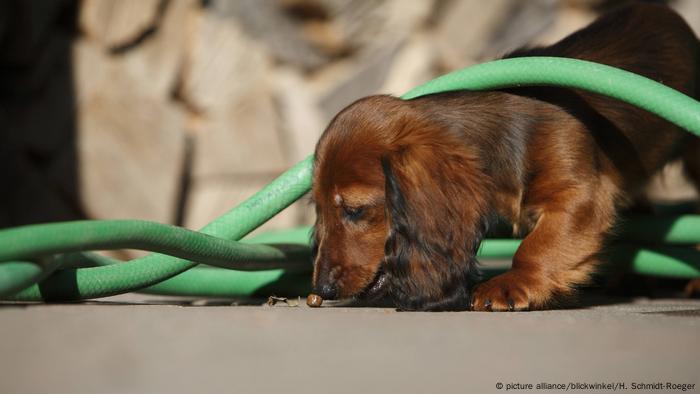 Dachshund dog sniffs a garden hose