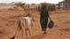An emaciated cow in drought-stricken Ethiopia An emaciated cow in drought-stricken Ethiopia