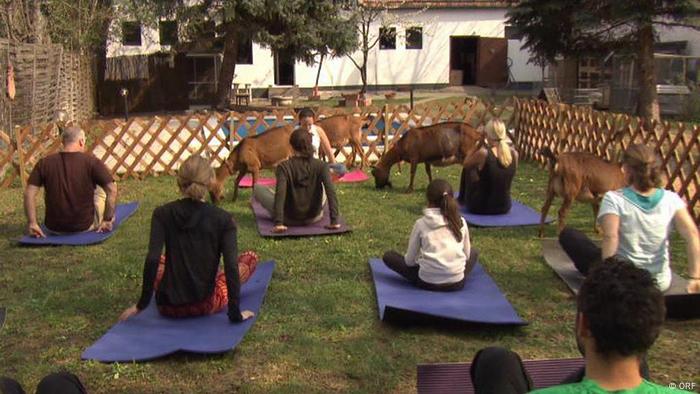 Goat Yoga Lifestyle Dw 10 05 2017