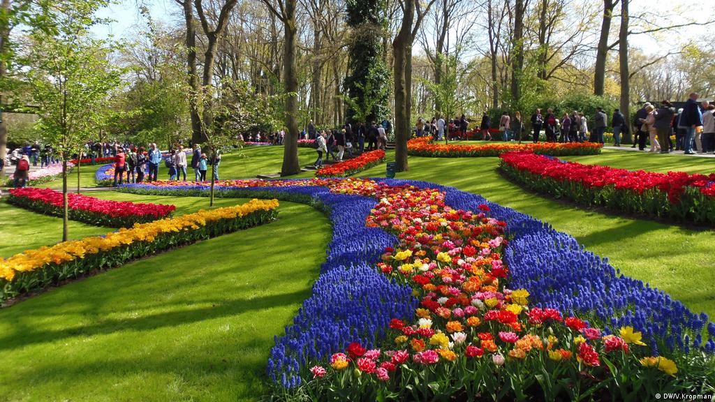 La sorprendente historia de los tulipanes | Cultura | DW 