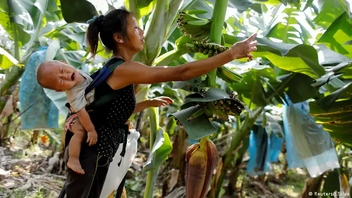 Bananen Boom China Fluch oder Segen Geld und Chemikalien 8 Laos