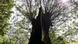 A tree in Herzberge park A tree in Herzberge park