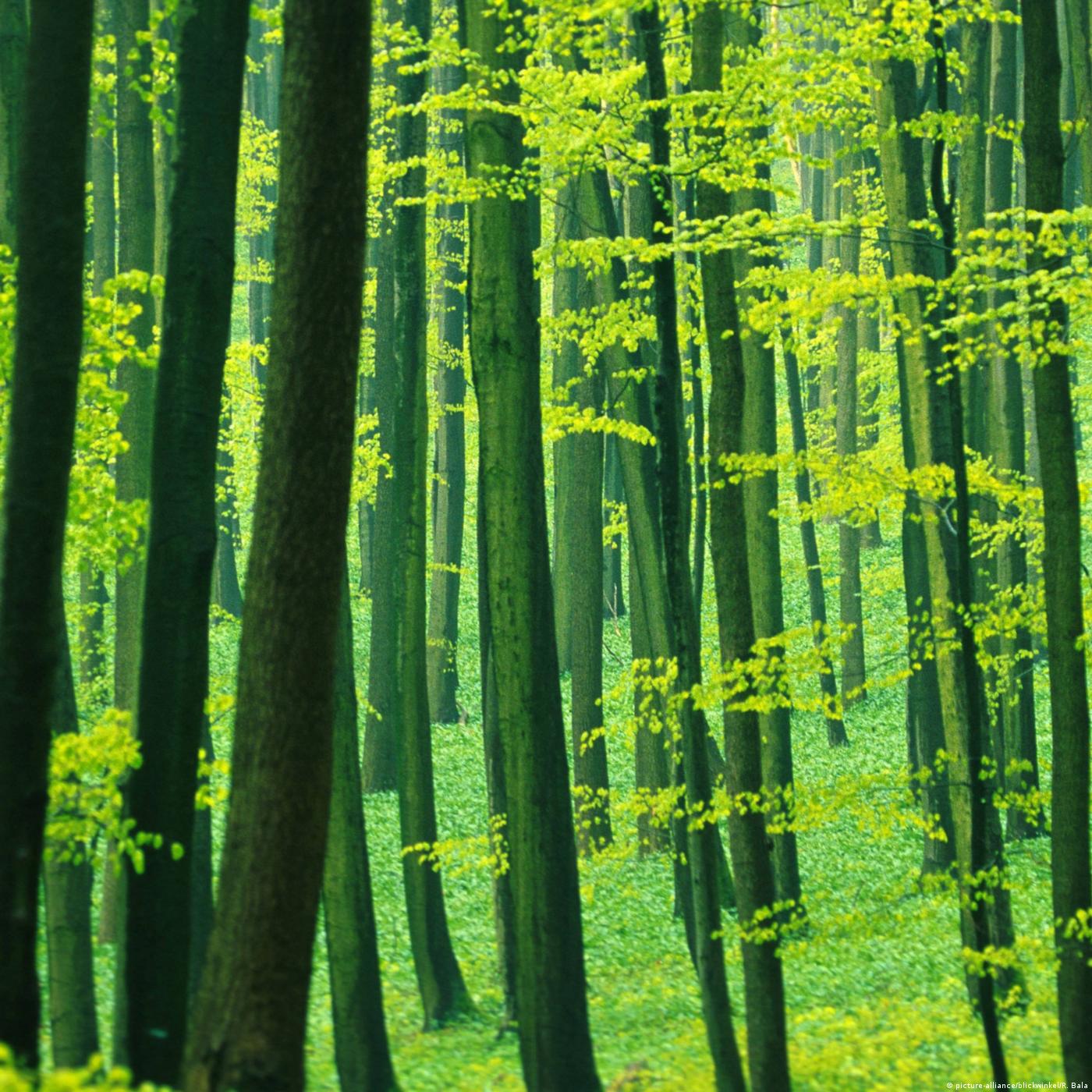 Living Planet: Leapfrogging to a greener world