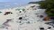 Lixo numa praia da ilha Henderson Lixo numa praia da ilha Henderson