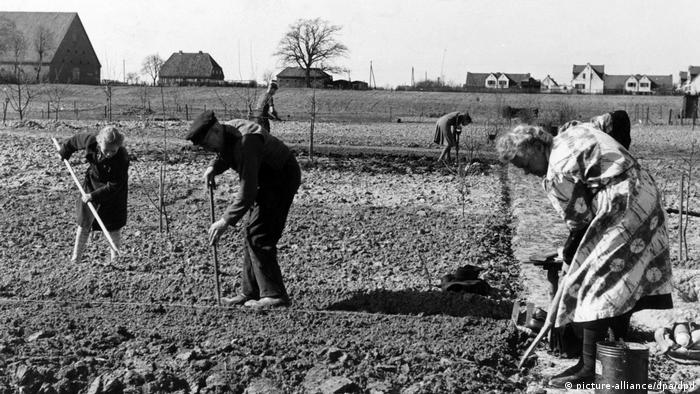 Deutschland Bildergalerie Kleingärtner Nachkriegszeit