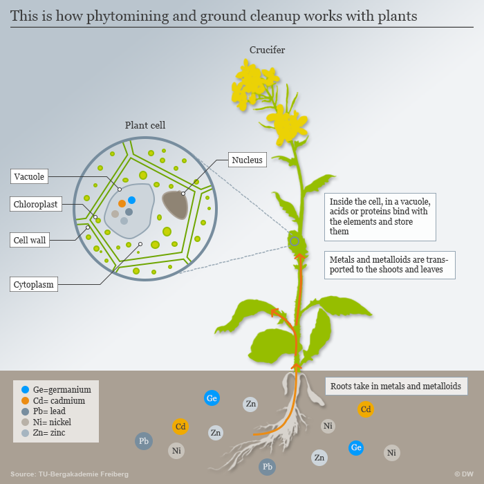 Ground cleanup with plants