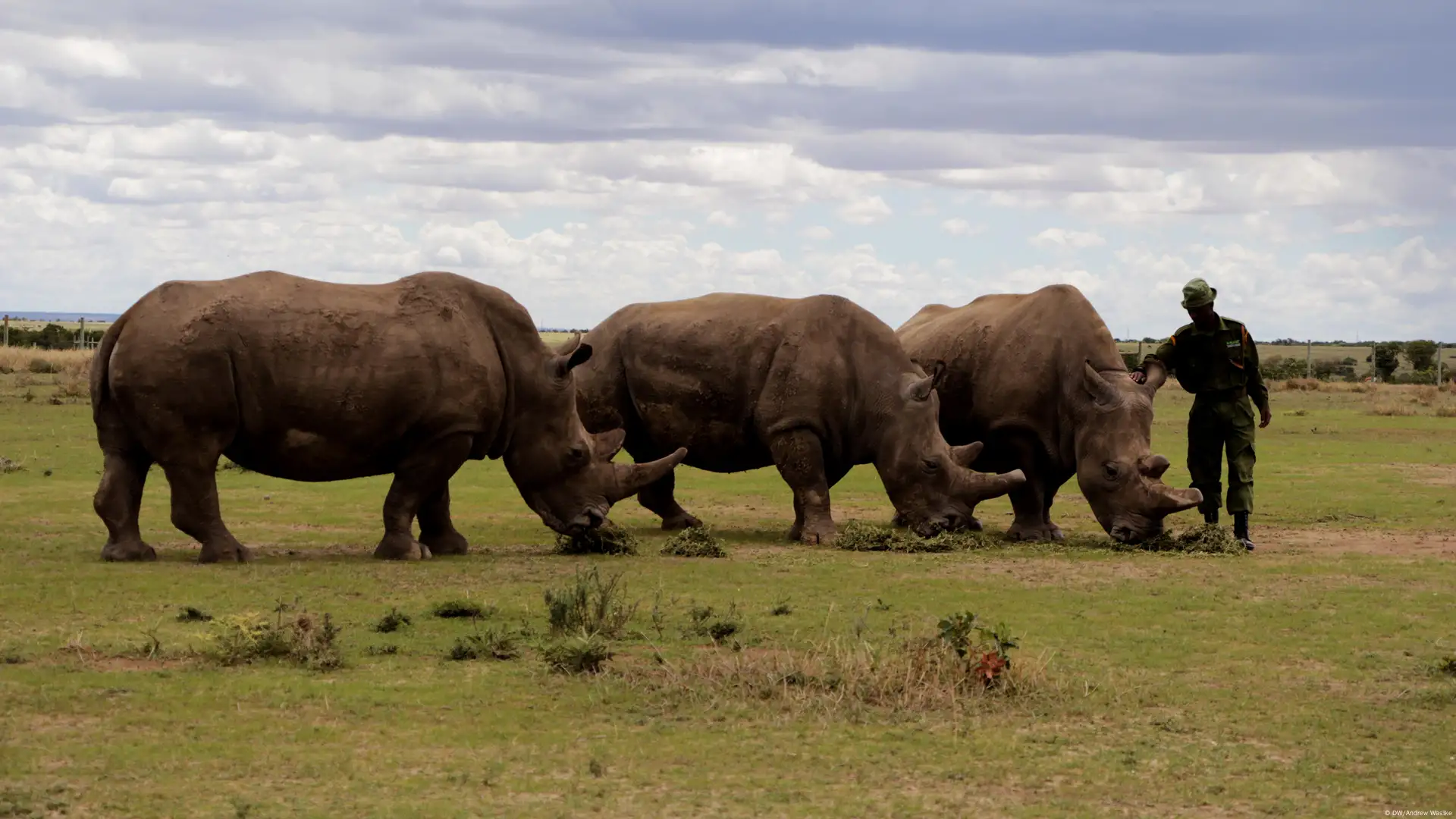 Northern White Rhino Rescue Breakthrough