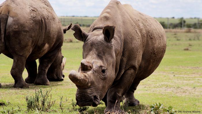 northern white rhino number