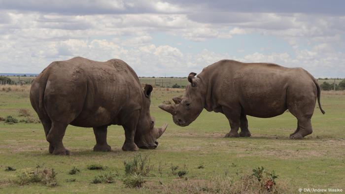 Forscher Wollen Ausgestorbenes Nashorn Wiederbeleben Wissen Umwelt Dw 04 07 18