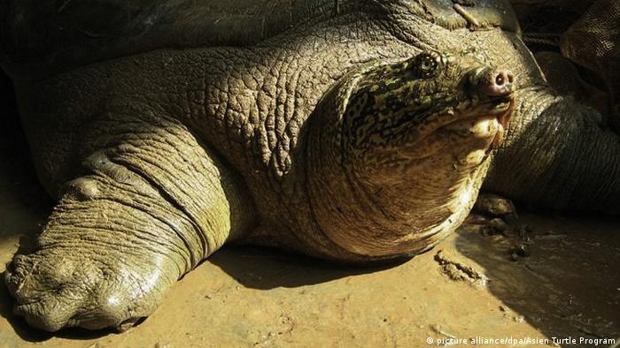 Endangered Animals Wwf S Winners And Losers Of 2019 All Media Content Dw 27 12 2019