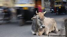 Protestas en India por muerte de miles de vacas por extraña enfermedad