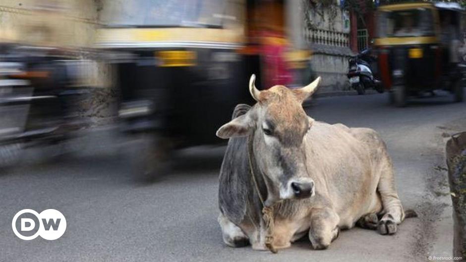 Protestas En India Por Muerte De Miles De Vacas Por Extraña Enfermedad ...