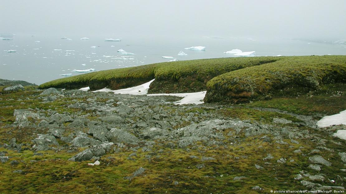 Vegetação aumenta na ilha Signy, na Antártida