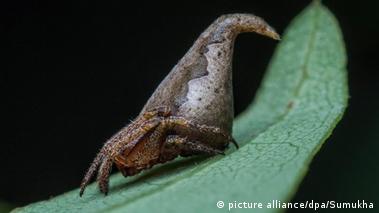 Scientists reveal top 10 most bizarre new species