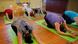 Yoga mit Ziegen Yoga mit Ziegen