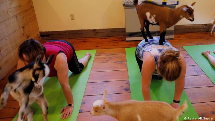 Yoga with goats (Photo: Reuters/B.Snyder)
