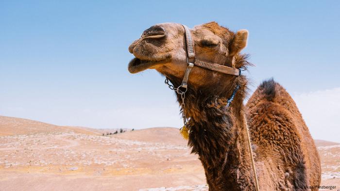 الجيش الأردني يكشف تفاصيل حول الانفجار الضخم في منشأة عسكرية أخبار Dw عربية أخبار عاجلة ووجهات نظر من جميع أنحاء العالم Dw 11 09 2020