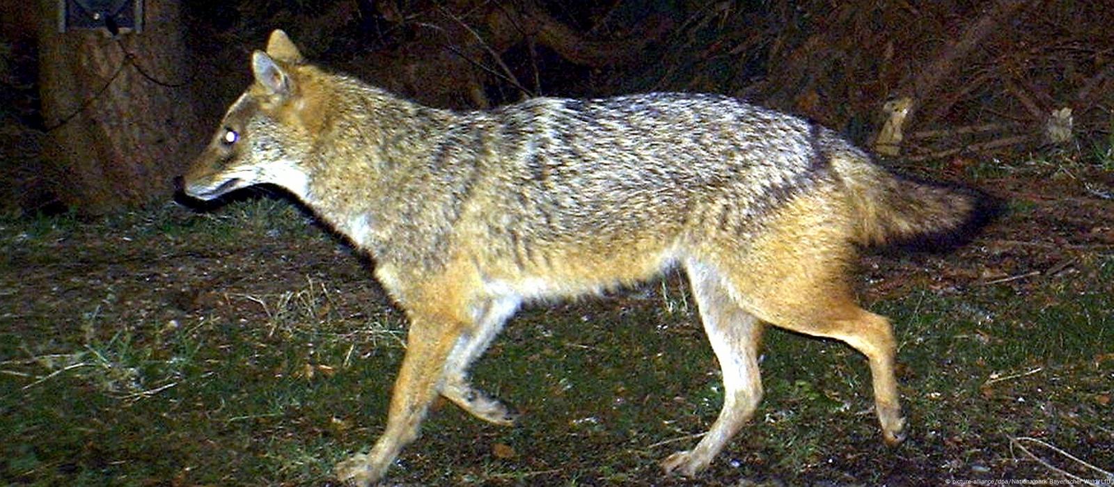 Wolf-like golden jackal found in Germany – DW – 05/25/2017 Wolf-like golden jackal found in Germany – DW – 05/25/2017