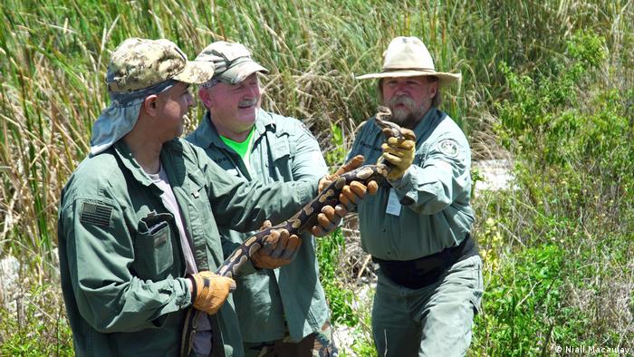 Three rangers hold a Burmese Python in the Everglades