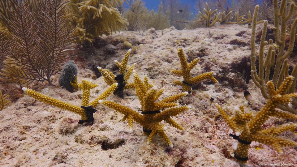 Staghorn coral spawning, A close-up view of staghorn coral …