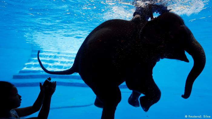Thailand Elefant im Khao Kheow Zoo in Bangkok (Reuters/J. Silva)