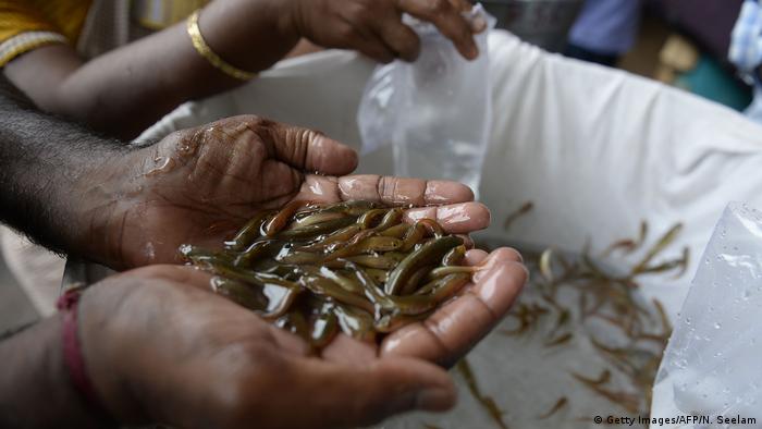 Indien lebende Fische essen gegen Asthma (Getty Images/AFP/N. Seelam)