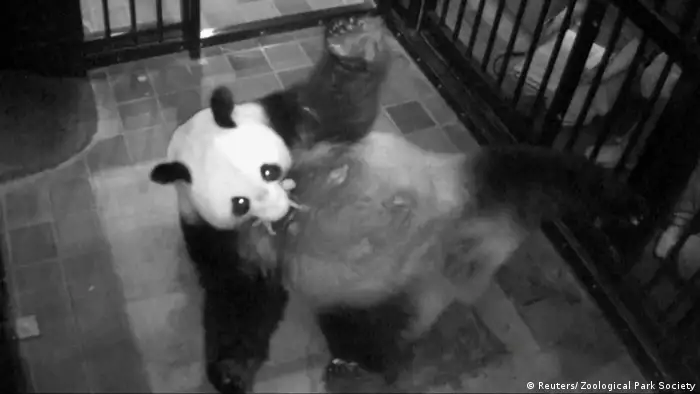 Panda Shin Shin Japan Tokio Baby Geburt (Reuters/ Zoological Park Society)